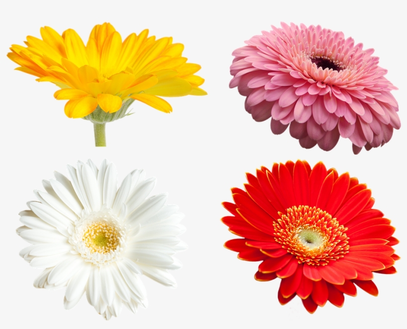 Barberton Daisy, transparent png download