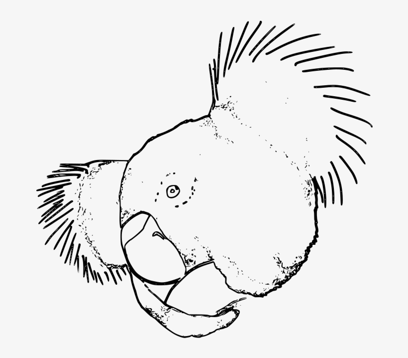 Koala - Clip Art, transparent png download