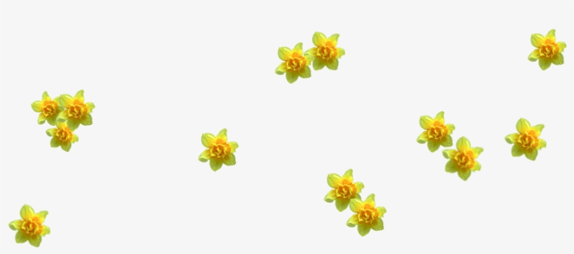 Http - //www - Stronge - Org - - Lily Family, transparent png download