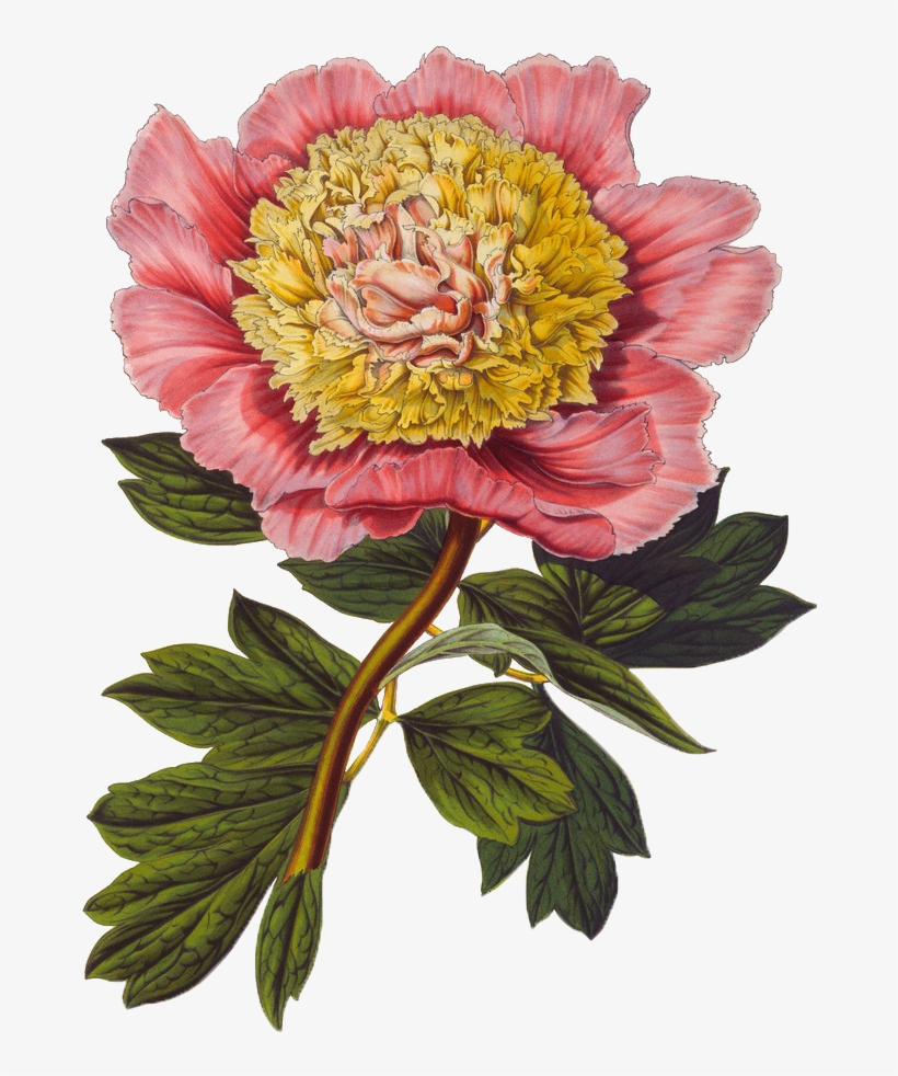 Gongbi Floral Flowers Background Material - Botanical Illustration Flowers, transparent png download