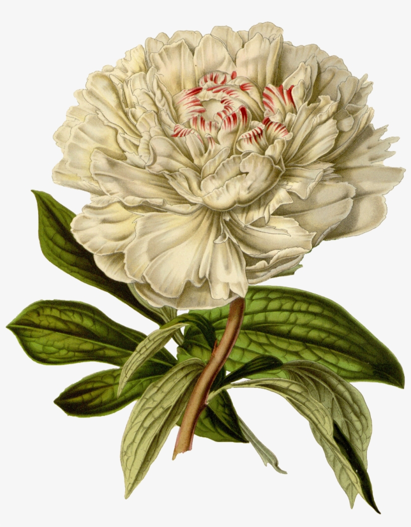 Botanical Printmaking Flower - Png Винтаж, transparent png download