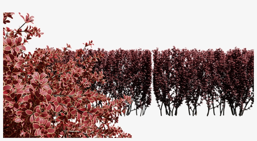 Berberis Thunbergii Set Of Hedges And Bushes Grass - Post Oak, transparent png download