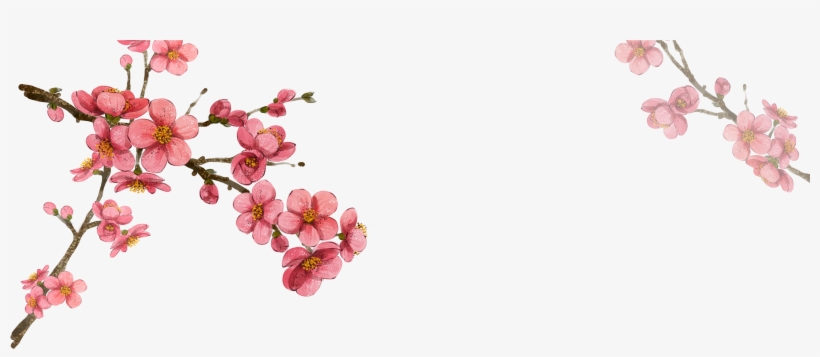 South Korea Flower Illustration - Korean Cherry Blossom Png, transparent png download