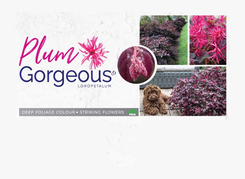 Find A Supplier - African Daisy, transparent png download