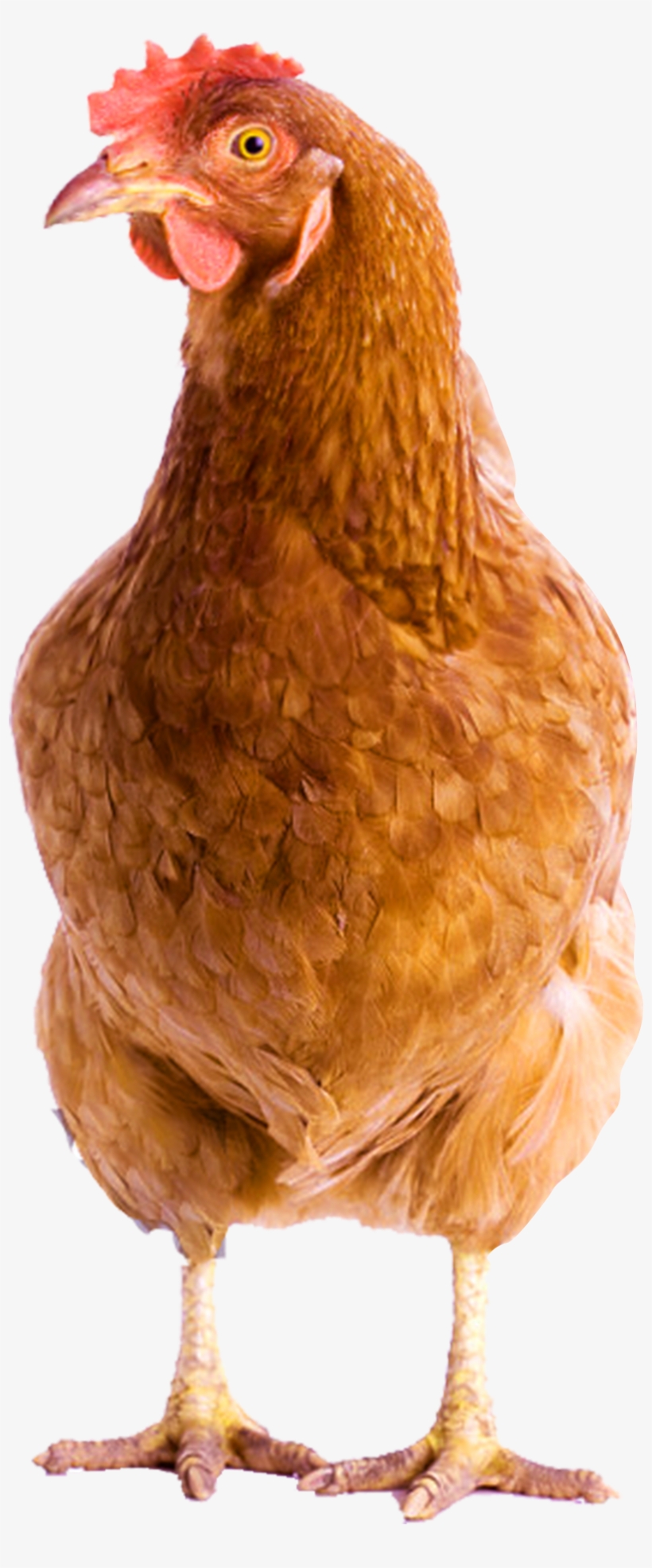 Download - Portable Network Graphics, transparent png download