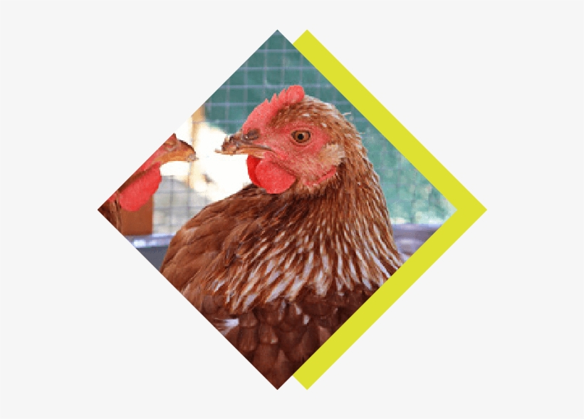 Through The Chicken & Egg Project - Rooster, transparent png download