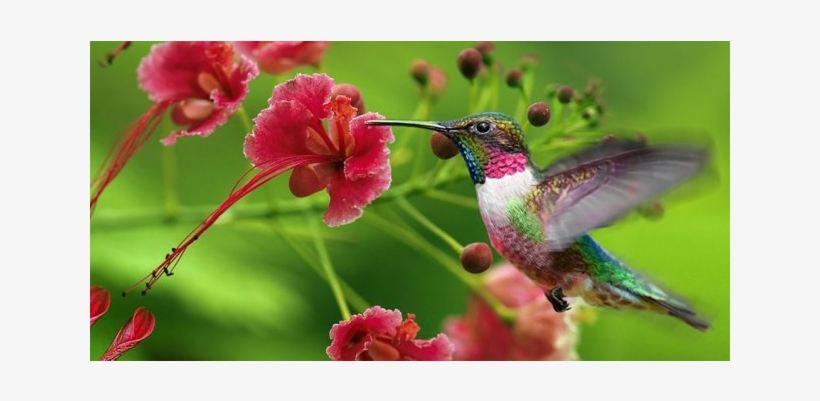 Jamaica, Trinidad &tobago Listed Among Destinations - 4k Flower With Hummingbird, transparent png download