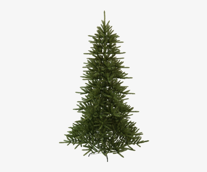 Douglas Christmas Tree, transparent png download