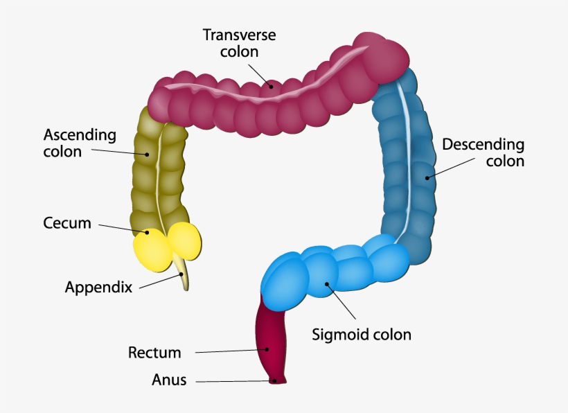 Anatomy Of The Intestines - Part Of The Colon, transparent png download