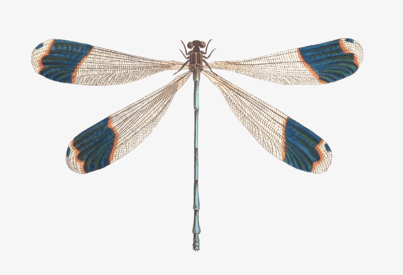 Dragonfly Png Illustration, transparent png download