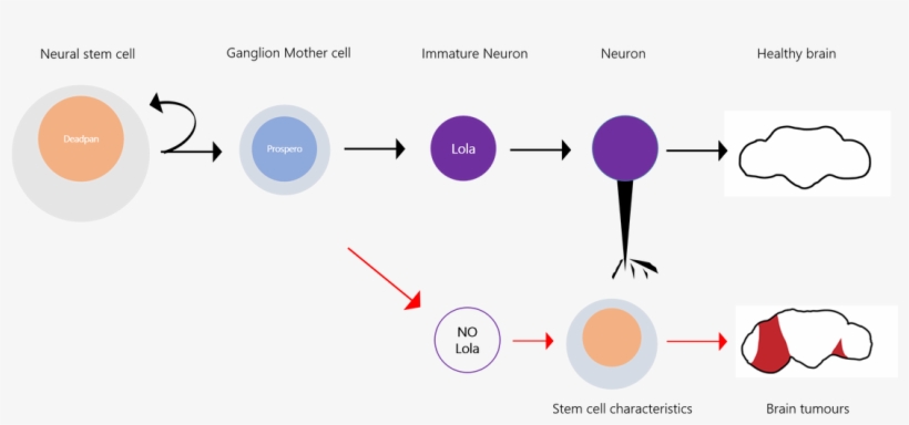 Dedifferentiation Of Neurons Precedes Tumor Formation - Diagram, transparent png download