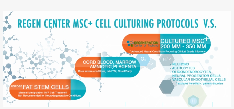 Neural Stem Cells, Neural Stem Cells Therapy Glial - David Suzuki Green Guide, transparent png download