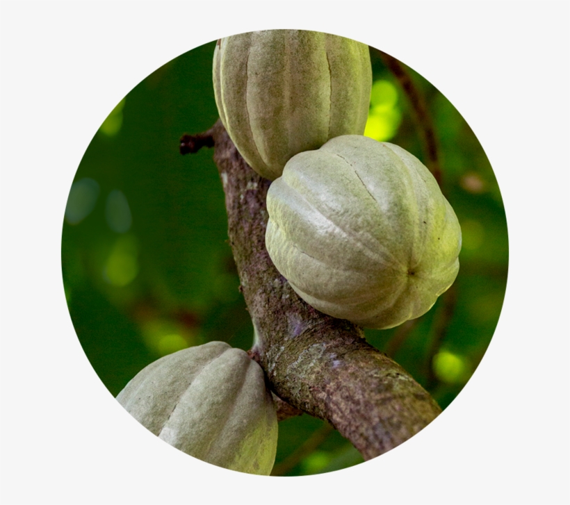 Anti Inflammatory - Tomatillo, transparent png download