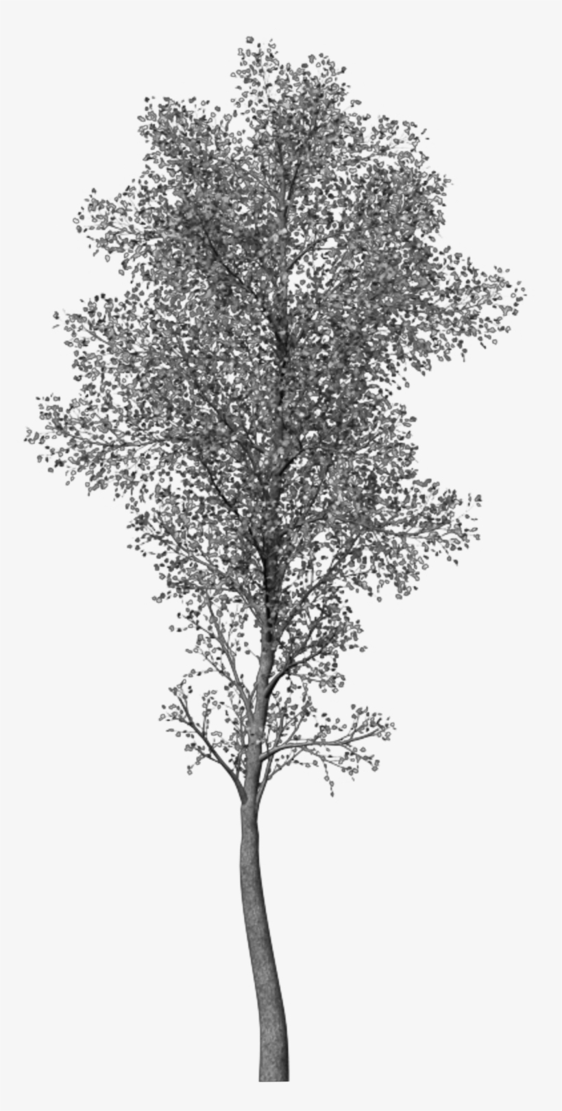 Curtido Curtir Compartilhar - Pond Pine, transparent png download