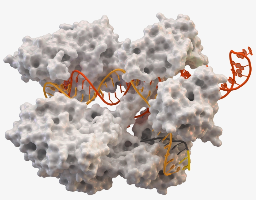 Cas9 5axw Plain - Crispr, transparent png download