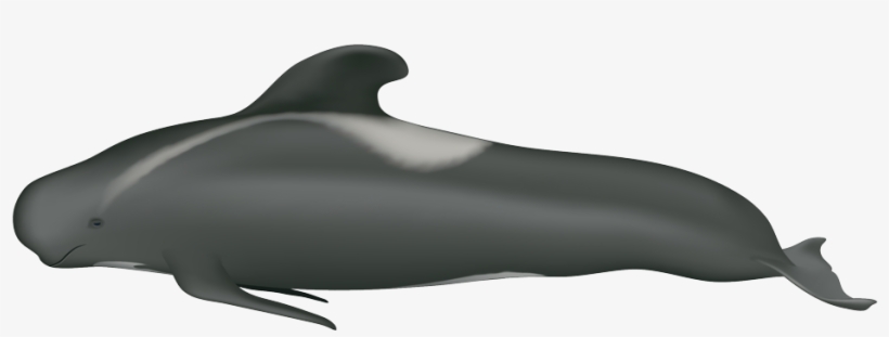 Pilot Whale, transparent png download