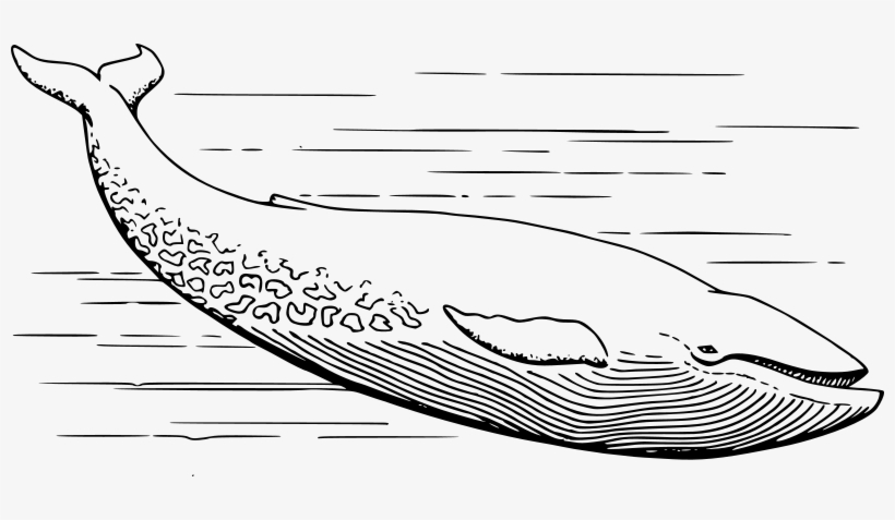 Medium Image - Blue Whale Black And White Clipart, transparent png download