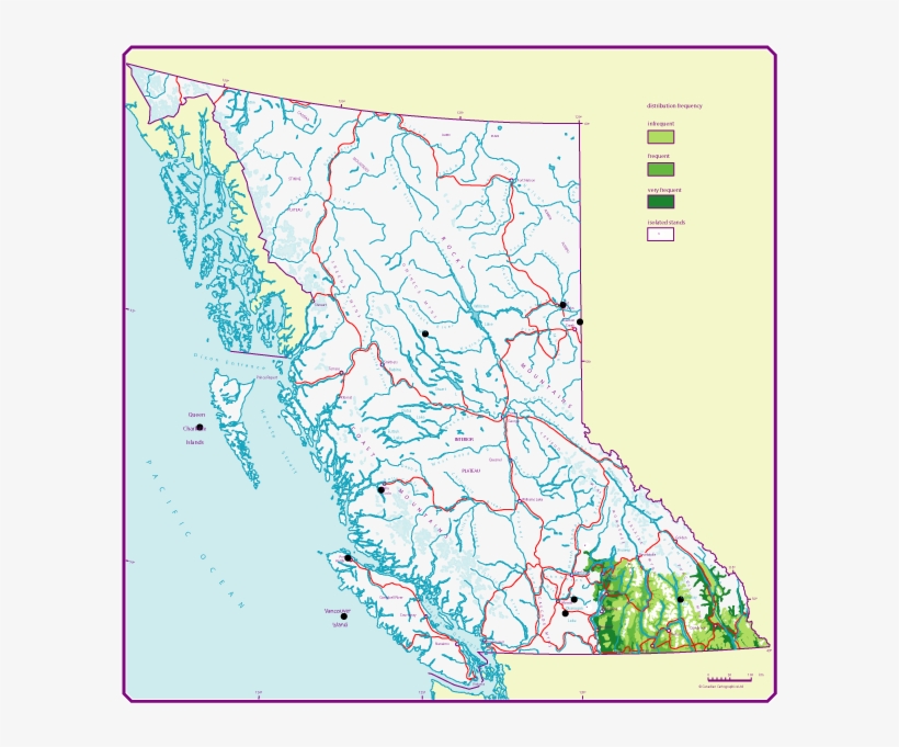 Western Larch - Alaska Yellow Cedar Range, transparent png download