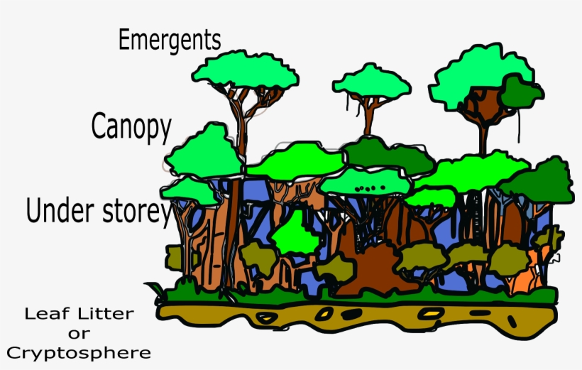 Structure Of Tropical Rainforest, transparent png download