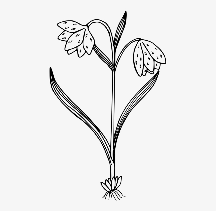 Wild Flowers Png Black And White, transparent png download
