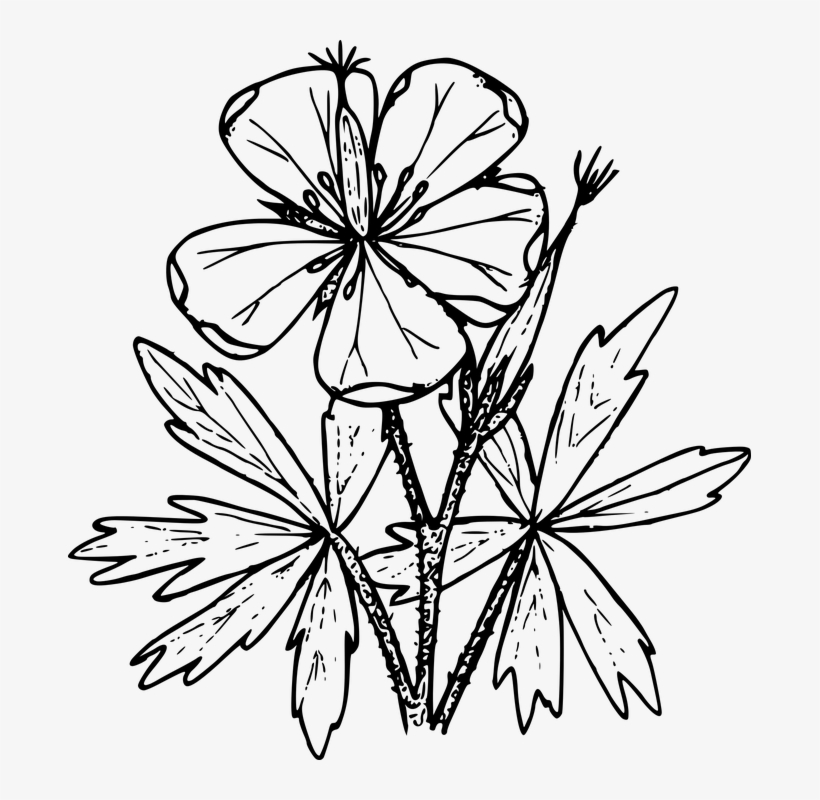 Drawing Of Geraniums Transparent, transparent png download
