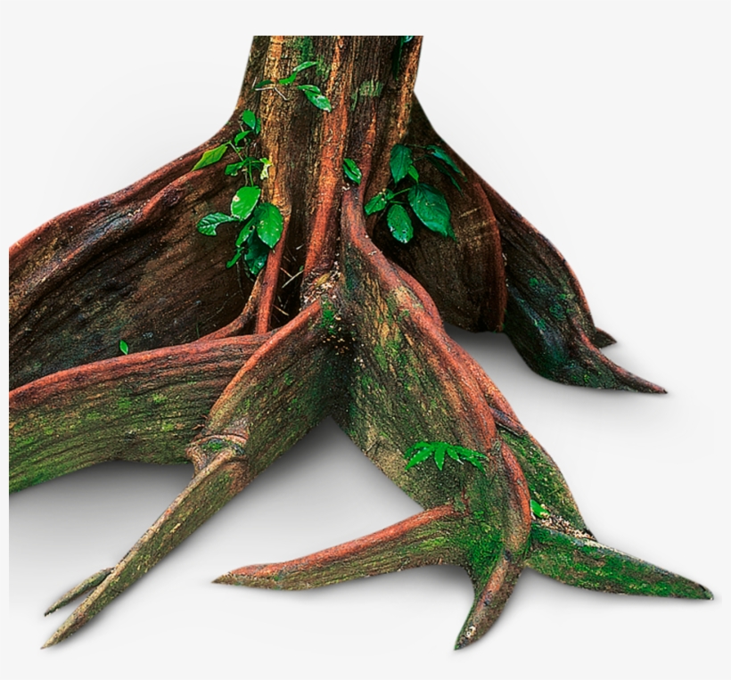 Rainforest Floor Png, transparent png download