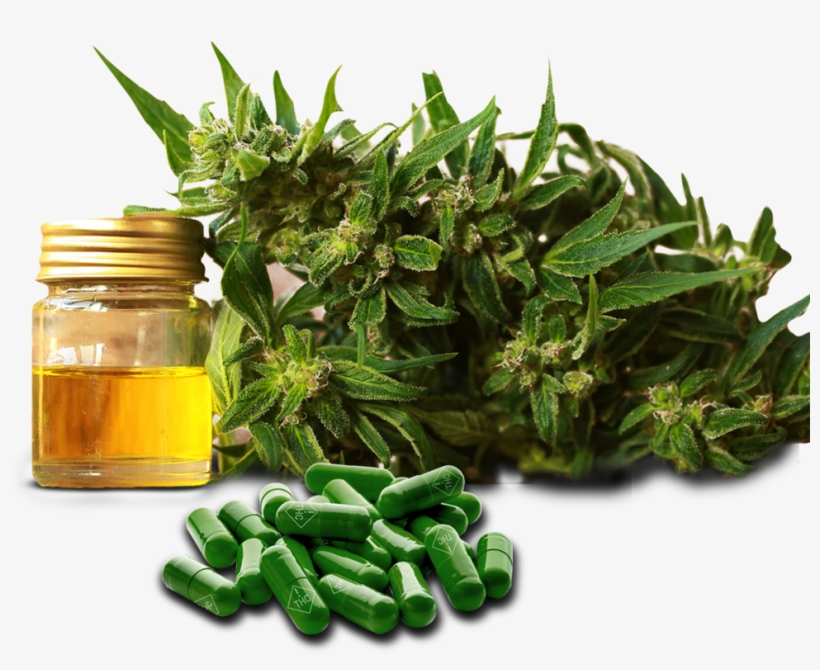 Cannabis, Male Enhancement Equals Business - Cannamojo, transparent png download