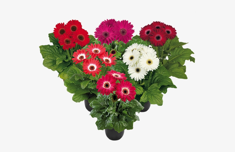 Jack Frost Mix Bc - Barberton Daisy, transparent png download