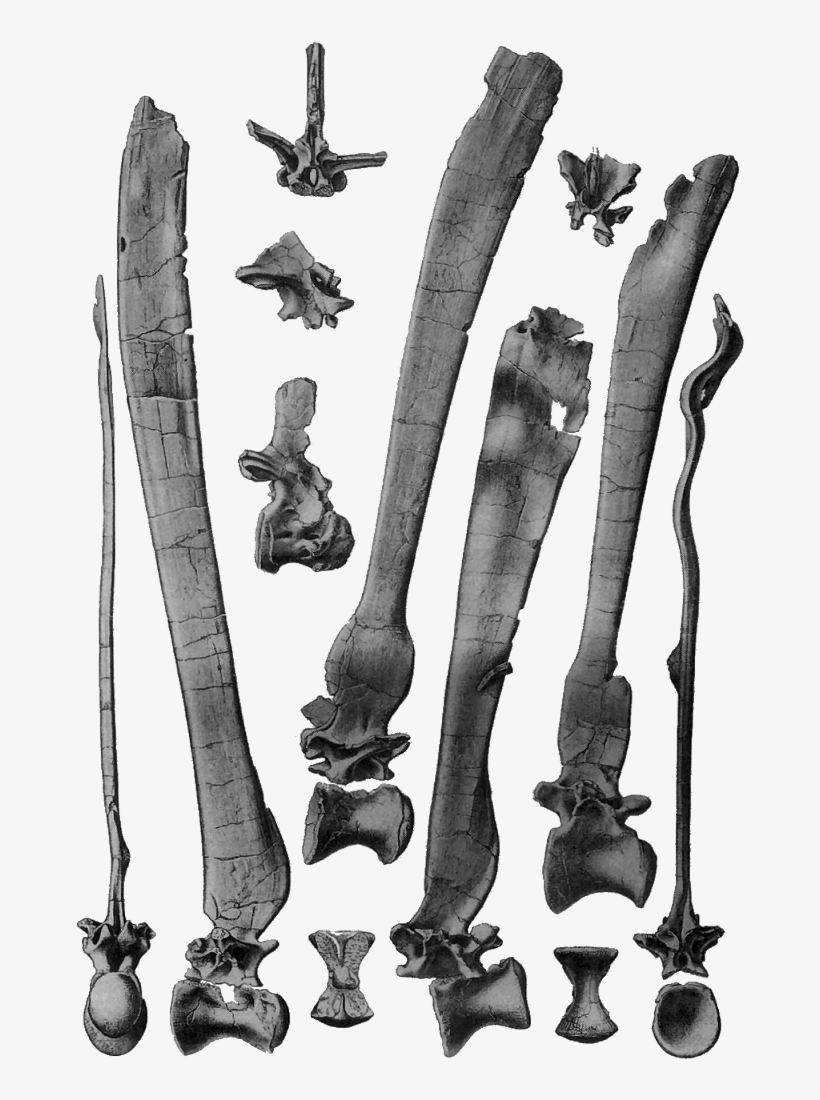 02, 22 August 2007 - Spinosaurus Vertebrae, transparent png download