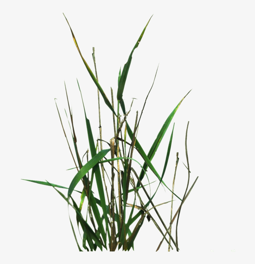 Grass With - Portable Network Graphics, transparent png download