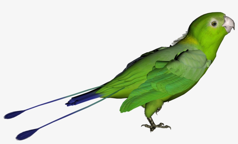 Bird With No Background, transparent png download