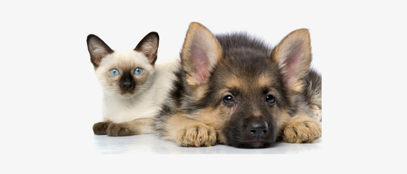 Puppy Or Kitten While Ensuring Your New Family Member - German Shepherd Puppies With Kittens, transparent png download