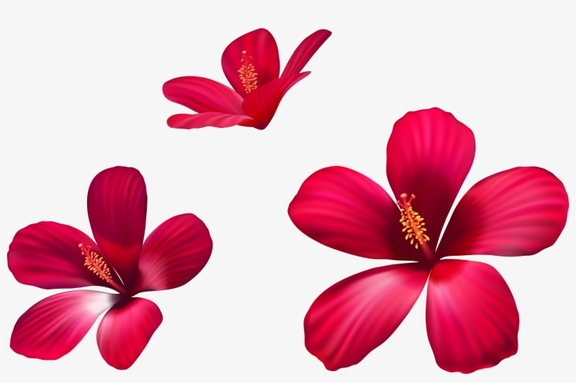 Pink Flowers Png, transparent png download