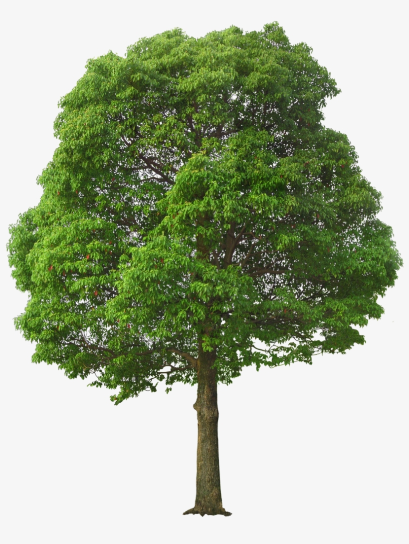 Green Tree Png - Tree Png, transparent png download