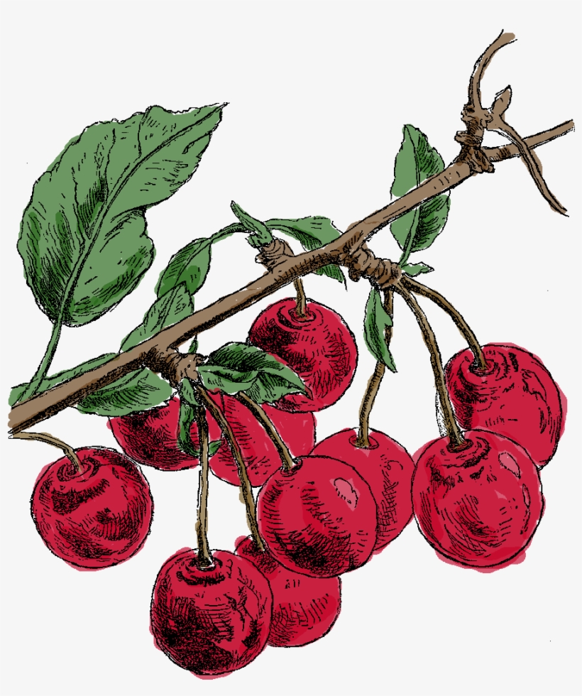 Digital Cherry Clip Art - Cherry, transparent png download