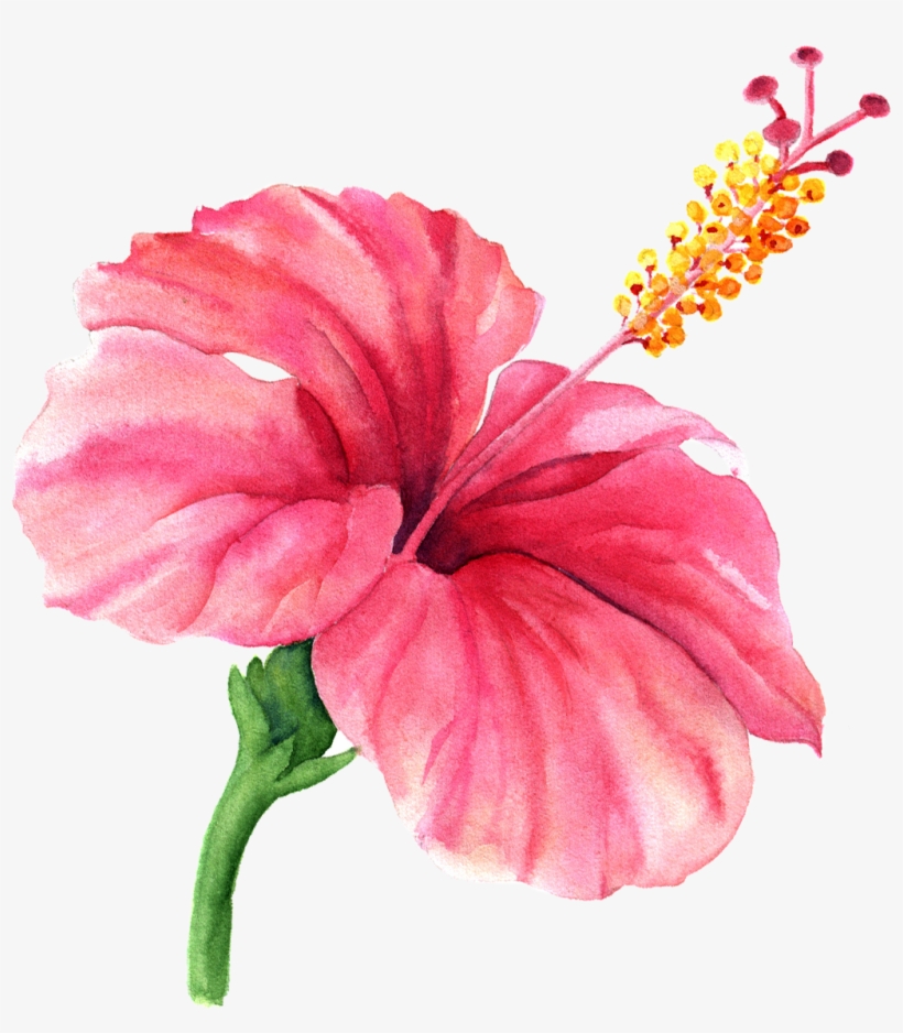 Hibiscus - Rosemallows, transparent png download