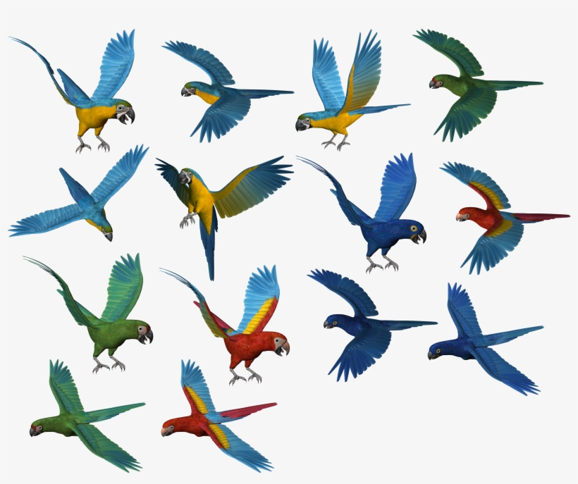 Parrots Png, transparent png download