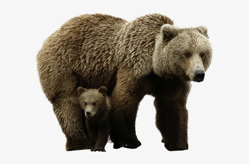 Bear Png Images - Bear Png, transparent png download