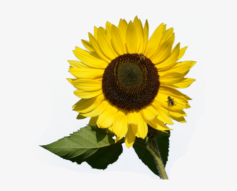 Transparent Pictures Free Icons - Sunflowers Watercolor Clipart Free, transparent png download