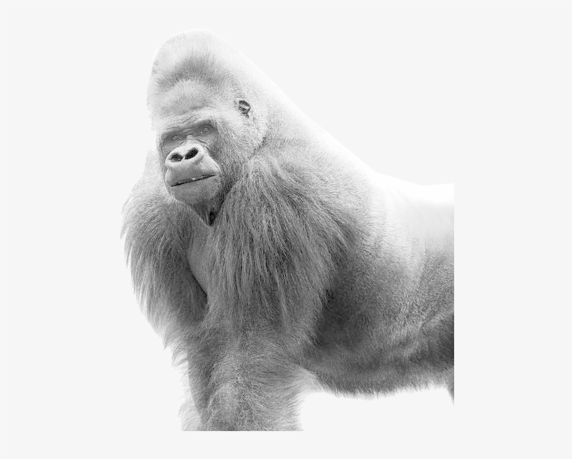 Gorilla Png, transparent png download