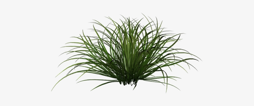 Tall Grass Png - Ornamental Grass Png, transparent png download