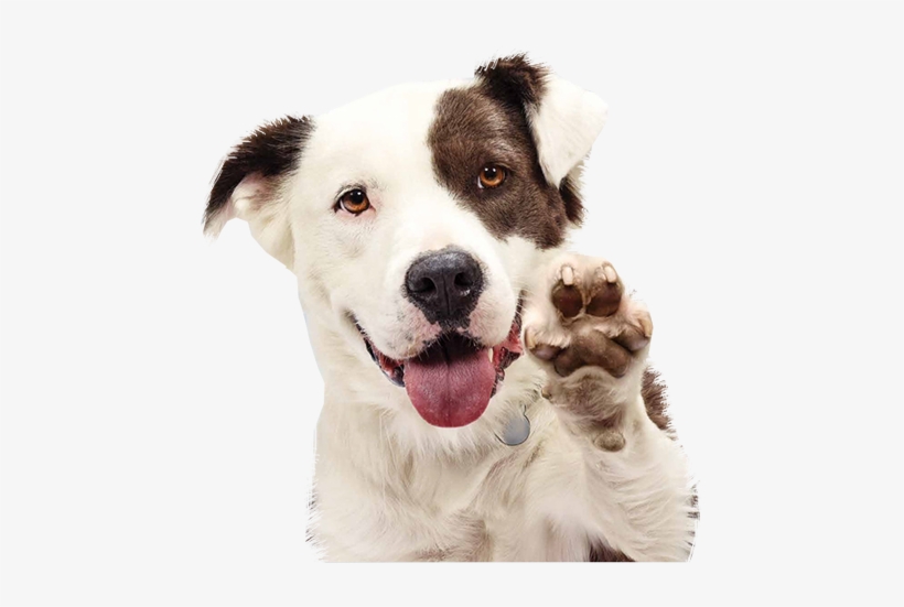 Additional Services Express Dog - Shelter Pet, transparent png download