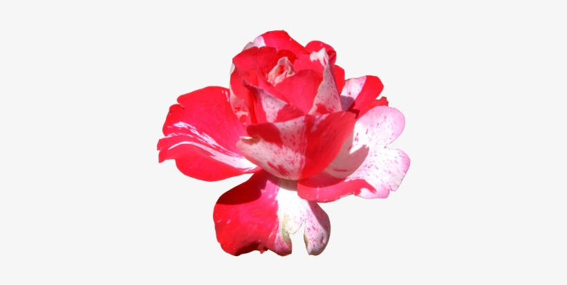 Pink Flowers Png Hd Photo - كلام عن النصاءح, transparent png download