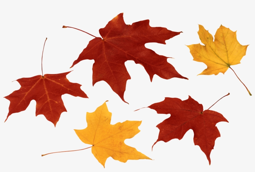 Leaves Png, transparent png download
