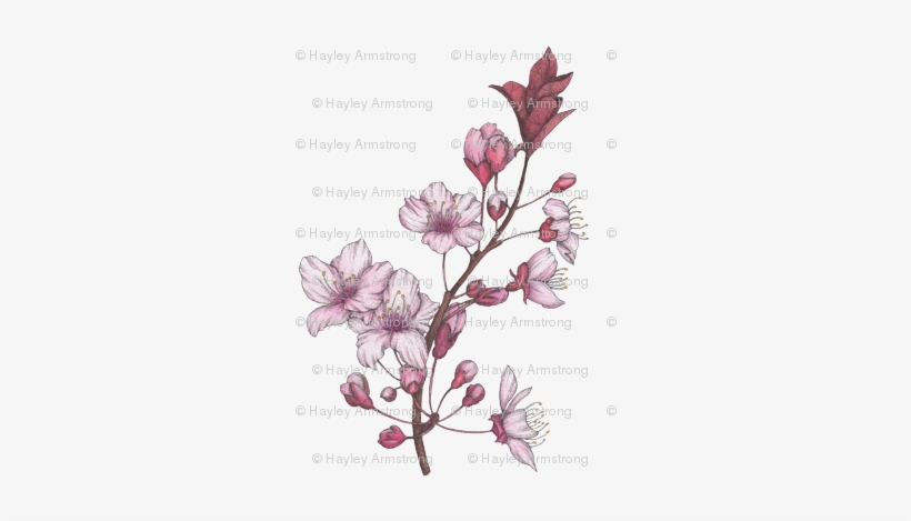 Cherry Blossom Spring Florals - Illustration, transparent png download