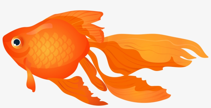 Goldfish Png, transparent png download