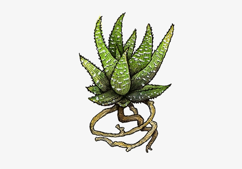 Terraium And Two Spot Illustrations - Terrarium Watercolor Png, transparent png download