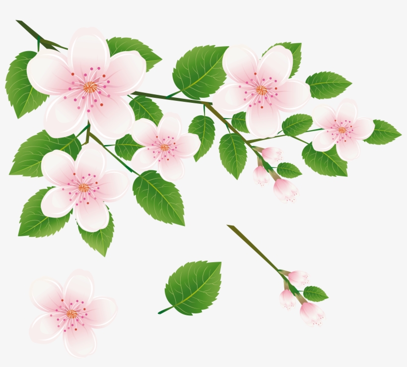 Flowers On A Tree Branch, transparent png download
