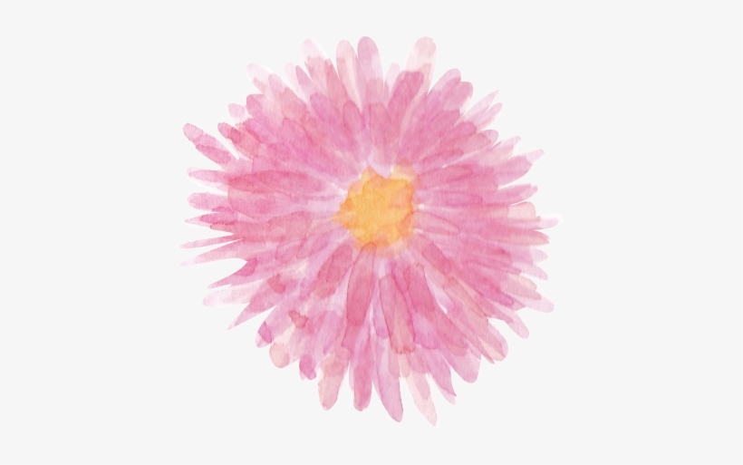 Cyrsanthemum Pink Png Watercolor Clipart - Chrysanths, transparent png download