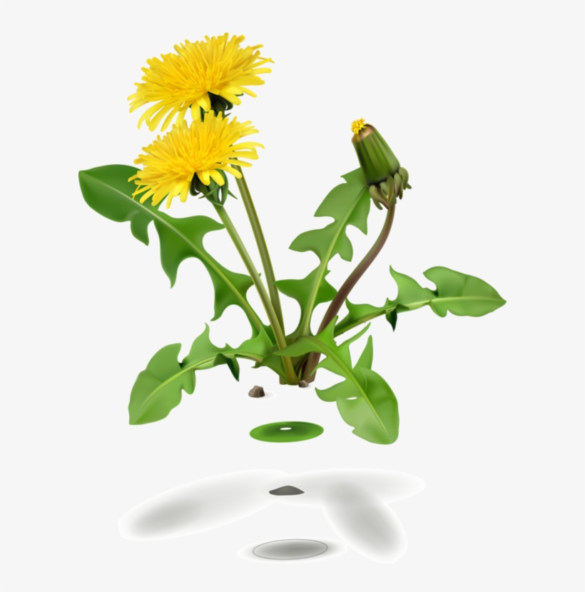 Dandelion Plant, transparent png download